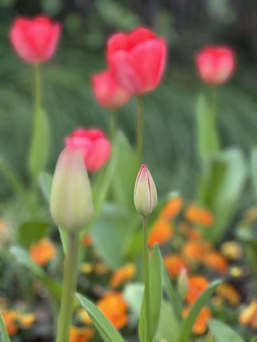 哪款手机拍照效果最好排名