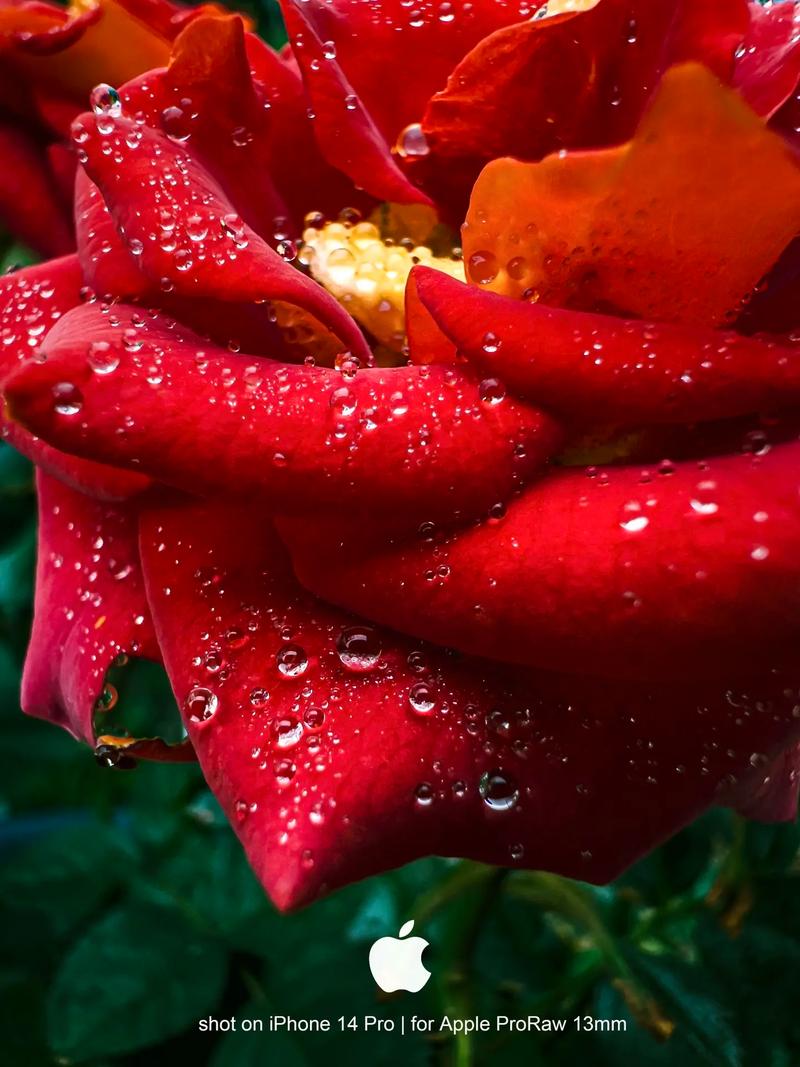 目前什么手机拍照效果最好