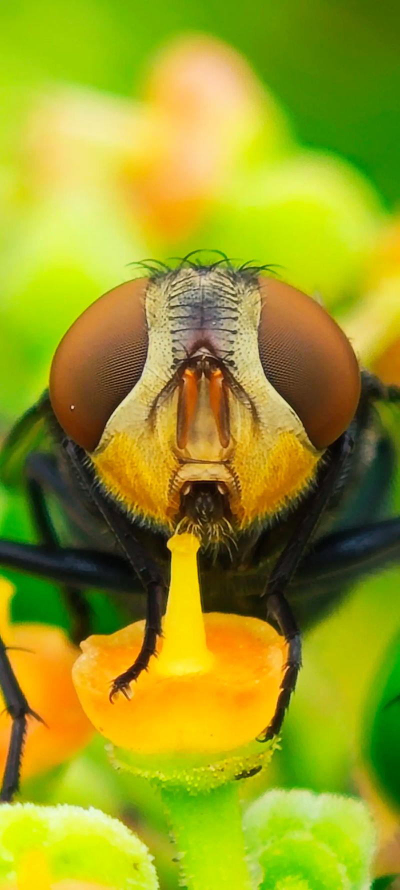 手机微距拍摄的技巧