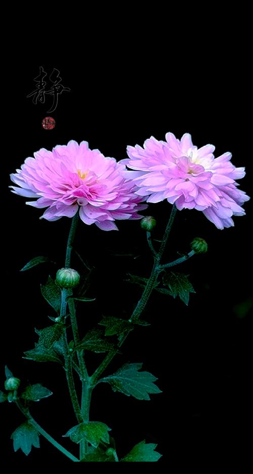 手机专业相机怎么拍花