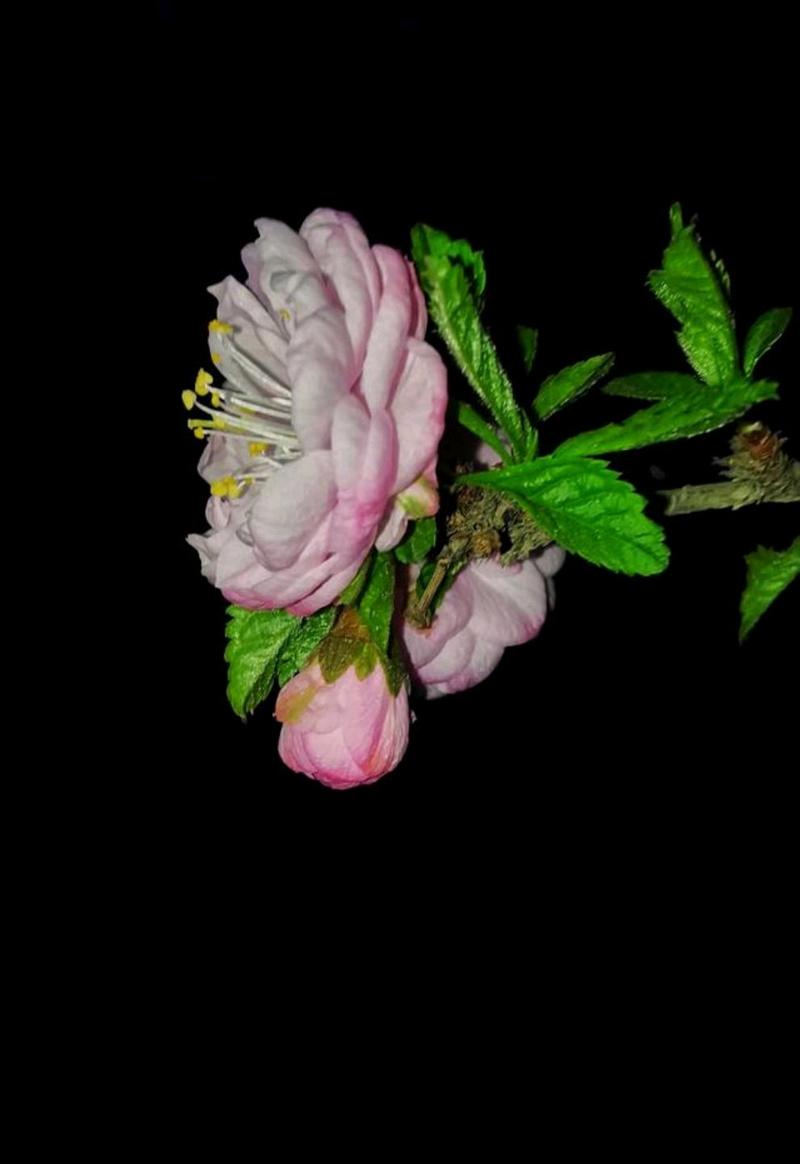 手机拍花黑背景技巧