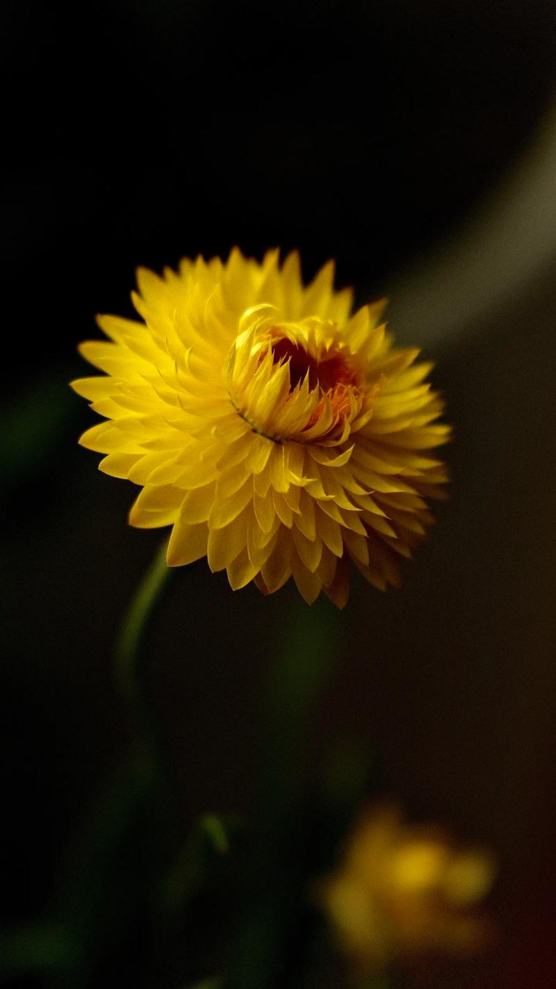 微距拍花怎么设置光圈