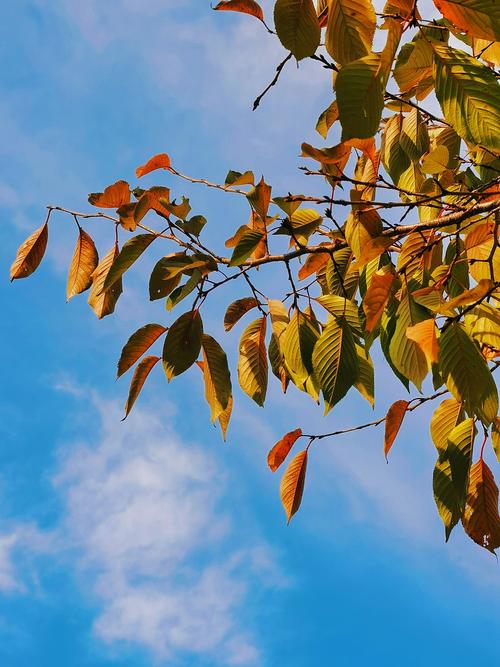 一千多的手机拍照最好的