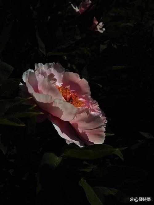 如何用手机拍摄花朵