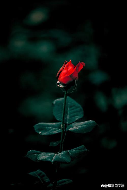 如何使用华为手机拍摄黑背景的花卉照片