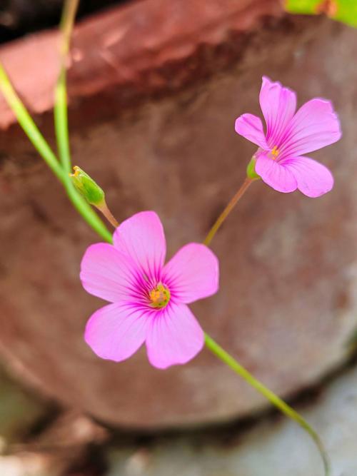 手机拍摄花朵的技巧