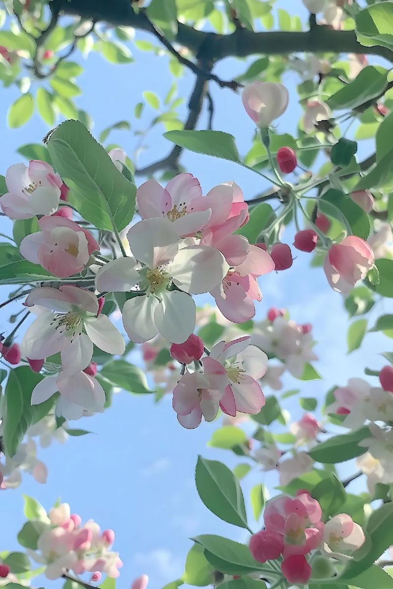苹果手机如何拍花朵