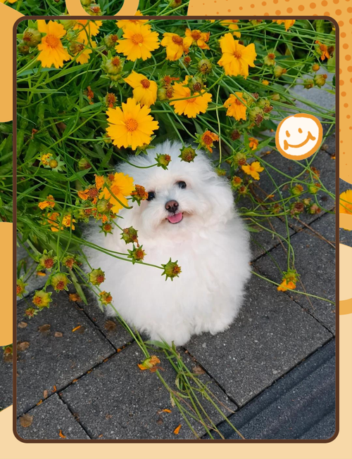 oppo手机拍花朵怎么调