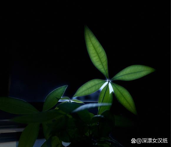 如何拍摄黑色背景的花朵/绿叶照片?