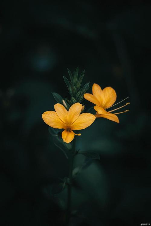 如何用手机拍出清晰的黑底图片