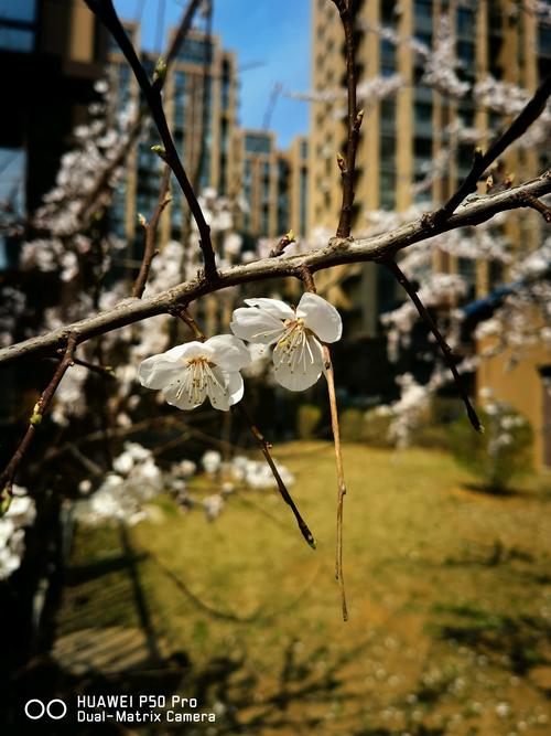 拍照哪个手机效果最好最清晰