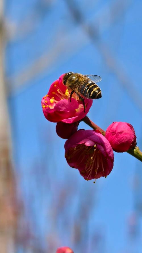 目前最好的长焦手机