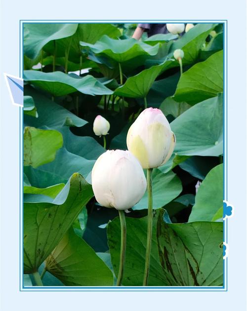 3000左右的拍照手机哪个好