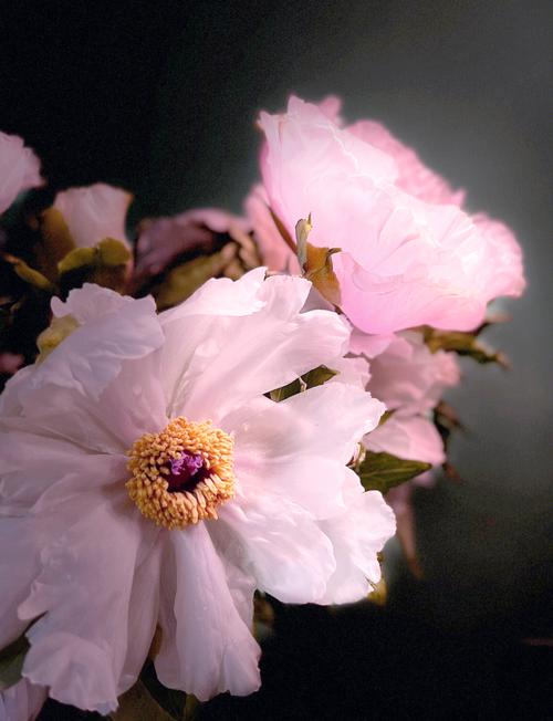 苹果手机拍花怎么拍出高级感的效果