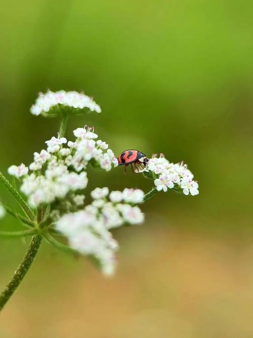 现在哪款手机照相效果最好?