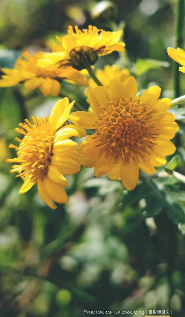 用手机拍花卉怎样虚化背景图