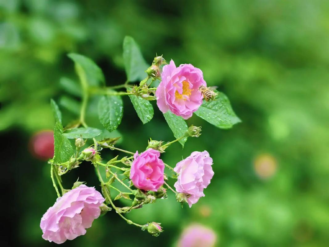 用华为手机怎么拍出好看的花卉照片?