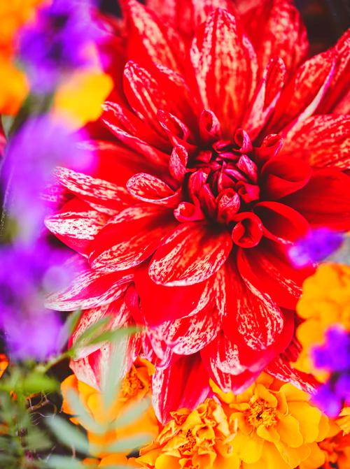 如何用手机拍出漂亮的野花照片呢