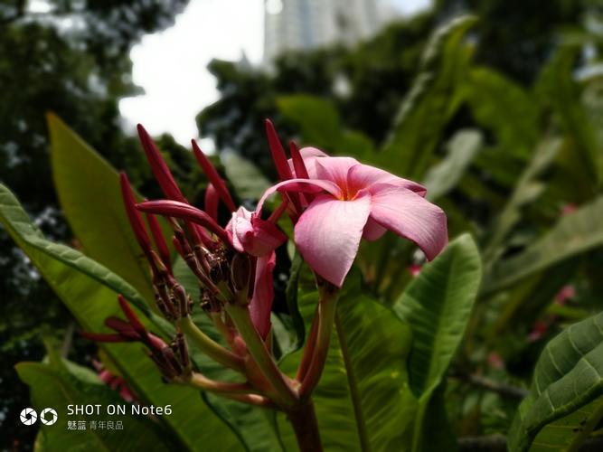 魅族note6照相怎么样