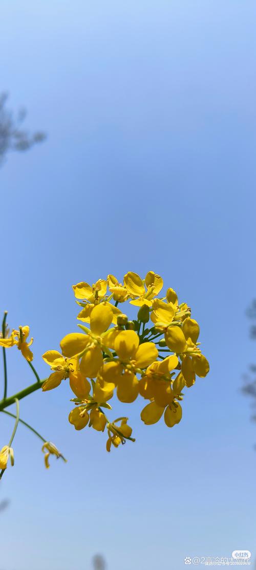 手机如何微距拍花