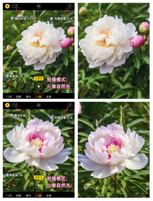 手机如何近距离拍花