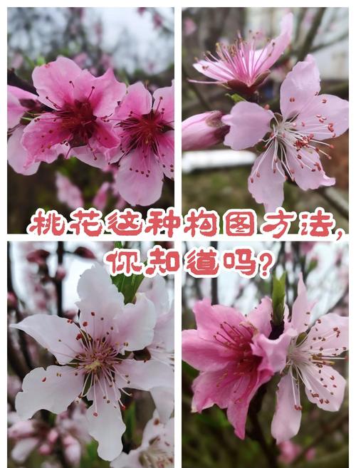 超实用的手机摄影技巧图3
