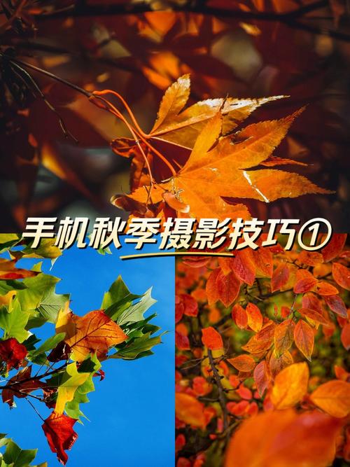 用手机拍照怎样调颜色?