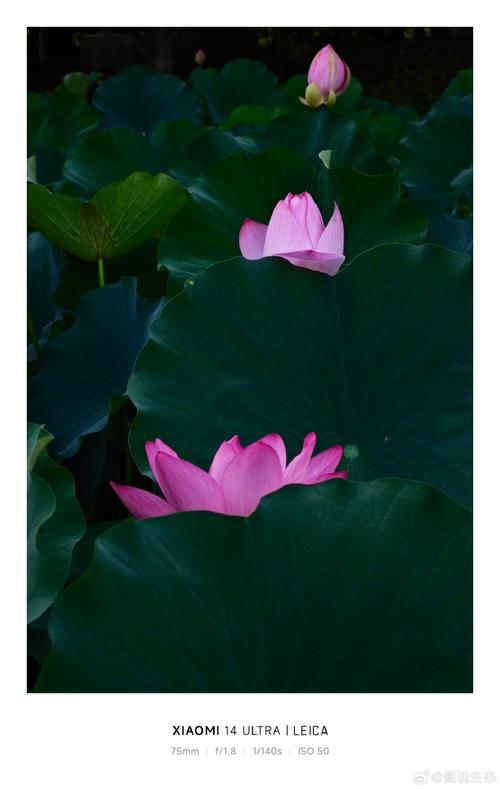 什么手机拍照好些图3