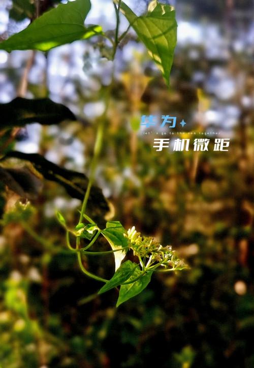 华为手机拍微距技巧