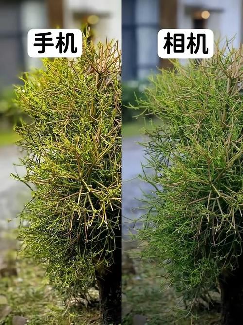 手机和相机拍照区别