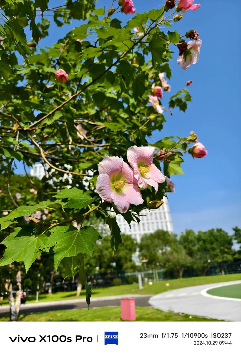 国产手机拍照最好排名