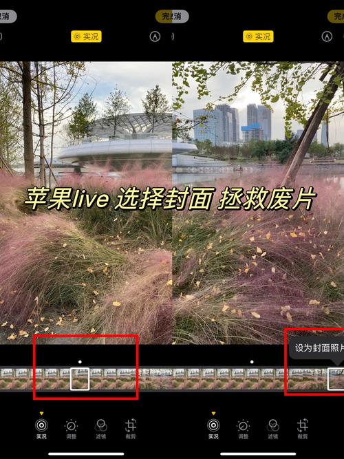 怎么把苹果手机的live照片变成视频呢?