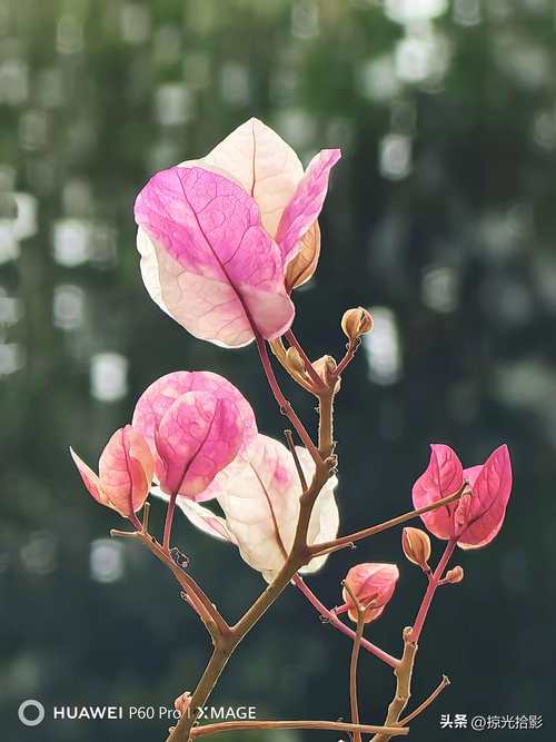 摄影机怎么拍花
