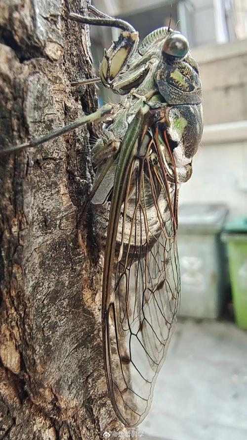 哪个牌子的拍照手机好
